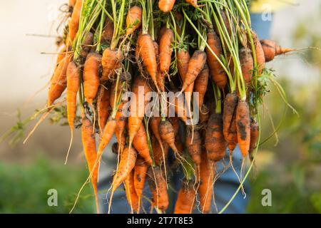 Frau mit Bio-Karotten auf der Farm Stockfoto