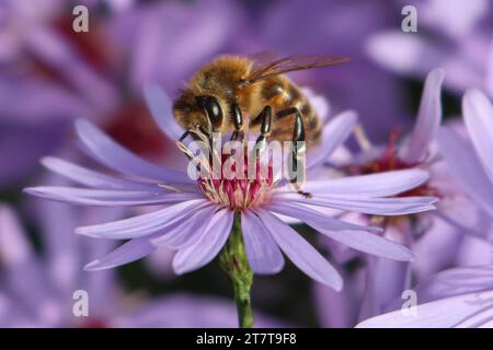 Honigbiene auf einer Asterblume Stockfoto