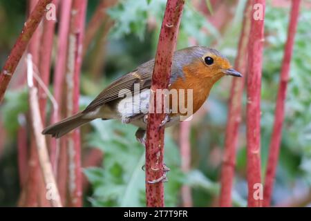 Robin Stockfoto