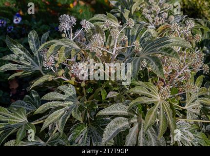 Wunderschöne Fatsia japonica „Spider's Web“ Blüte im Herbst. Winterblumen und Blätter einer japanischen aralia- oder Rizinusölpflanze, Kopierraum, Selec Stockfoto