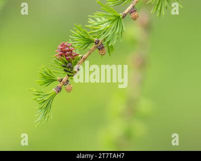 Lärchenbaum frisch rosa Zapfen blühen im Frühling auf Naturhintergrund. Zweige mit jungen Nadeln Europäische Lärche Larix Dischidua mit rosa Blüten. Stockfoto