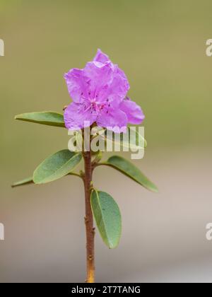 Rosafarbene Blüten des sibirischen Rhododendron-Kopierraums. Rhododendron dauricum. Frühjahrsblüte des Altai Rhododendron. Nahaufnahme von Rhododendron dauricu Stockfoto
