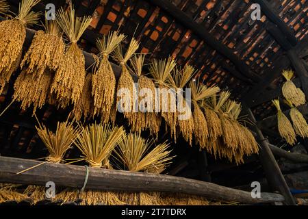 Er erntete Reis in einem Bauernhaus in Nordvietnam Stockfoto