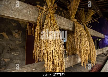 Er erntete Reis in einem Bauernhaus in Nordvietnam Stockfoto