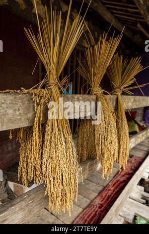 Er erntete Reis in einem Bauernhaus in Nordvietnam Stockfoto