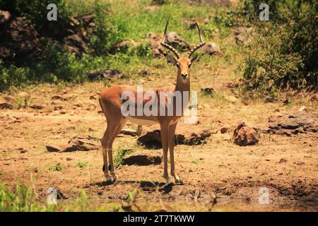 Red Impala männlicher Bock steht am Wasserloch in Musina Südafrika. Stockfoto