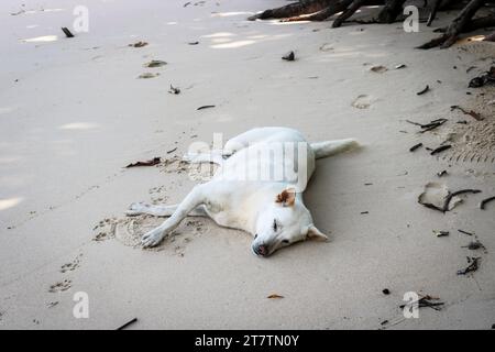 Ein obdachloser weißer Hund liegt im Schatten auf dem Sand und wartet auf die Mittagshitze. Stockfoto