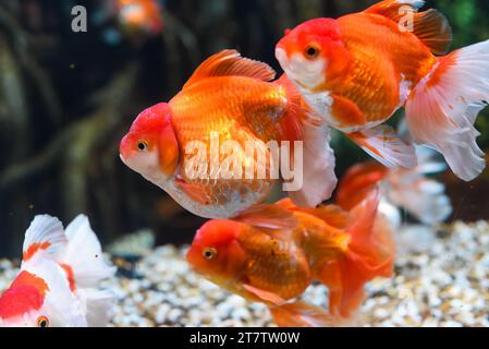 Orangen-Oranda-Goldfische im Aquarium Stockfoto