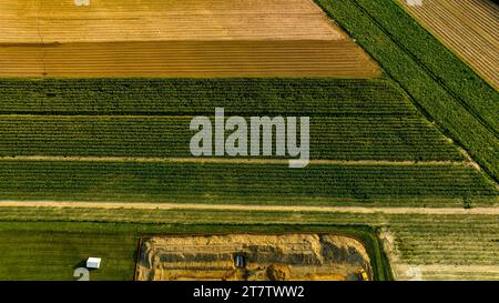 Eine nach unten gerichtete Ansicht des grünen Maisfeldes in senkrechten Reihen zueinander, an einem sonnigen Tag Stockfoto