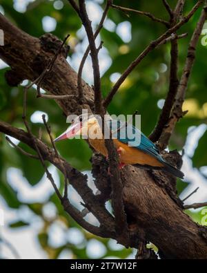 Storch schnabelte eisvogel oder Baum eisvogel oder Pelargopsis capensis Vogel Nahbarsch auf Baumzweig in natürlichem grünen Hintergrund während der Wintersaison Stockfoto