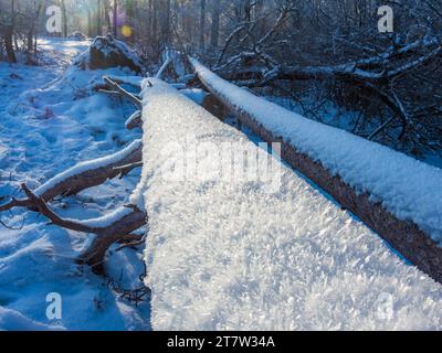 Malerische umgestürzte Bäume, bedeckt mit Tannen und Schnee im Winterwald Stockfoto