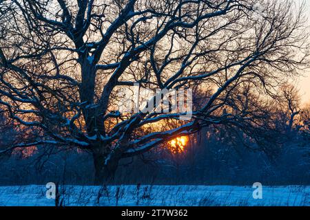 Winter Sonnenuntergang in freier Wildbahn. Große alte Eiche auf der Schneewiese mit untergehender Sonne, die durch die Äste scheint Stockfoto