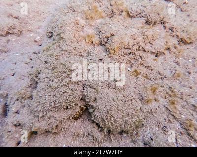 Aus nächster Nähe sehen Sie die Unterwasserwelt des Panther-Flunder-Fisches Bothus Pantherinus auf Sand am Korallenriff. Unterwasserwelt des Riffs mit Korallen und Tropen Stockfoto