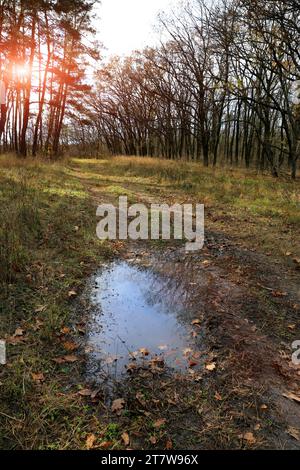 Landschaft mit Pfütze auf einem Feldweg im Herbstwald Stockfoto