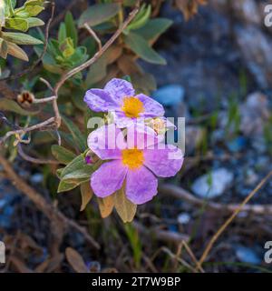 Cistus albidus, Graublättriger Cistus in Blume Stockfoto