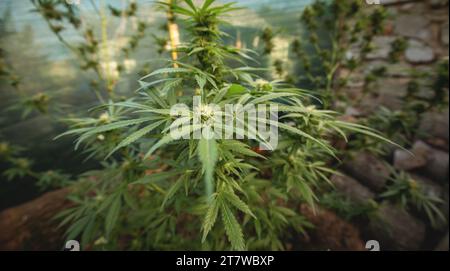 Marihuanapflanze in den letzten Stadien der Blüte im Freien. Ernte eine Knospe an einer Cannabispflanze Stockfoto