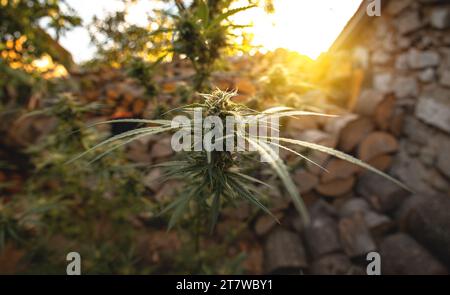 Marihuanapflanze in den letzten Stadien der Blüte im Freien. Ernte eine Knospe an einer Cannabispflanze Stockfoto