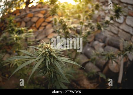 Marihuanapflanze in den letzten Stadien der Blüte im Freien. Ernte eine Knospe an einer Cannabispflanze Stockfoto