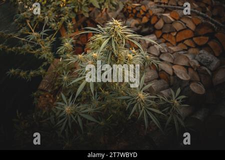 Marihuanapflanze in den letzten Stadien der Blüte im Freien. Ernte eine Knospe an einer Cannabispflanze Stockfoto