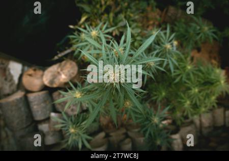 Marihuanapflanze in den letzten Stadien der Blüte im Freien. Ernte eine Knospe an einer Cannabispflanze Stockfoto