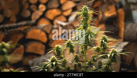 Marihuanapflanze in den letzten Stadien der Blüte im Freien. Ernte eine Knospe an einer Cannabispflanze Stockfoto