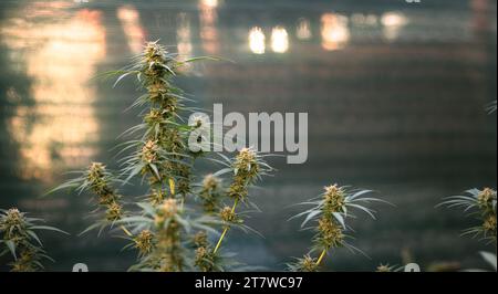 Marihuanapflanze in den letzten Stadien der Blüte im Freien. Ernte eine Knospe an einer Cannabispflanze Stockfoto