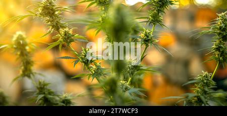 Cannabispflanze in der letzten Phase der Blüte im Freien. Marihuana-Knospen auf Zweigen Stockfoto