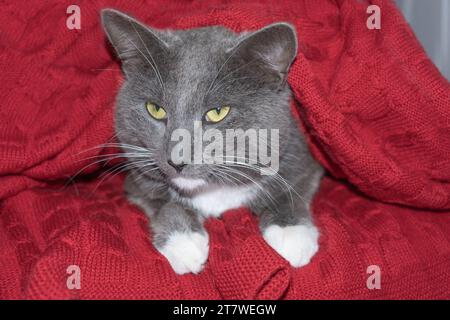 Graue Katze mit großen gelben Augen entspannt sich unter dem Karo. Die Katze ist Chill. Die Katze lügt, gähnt auf einer roten Strickdecke. Gemütliche Weihnachtsstimmung. P Stockfoto