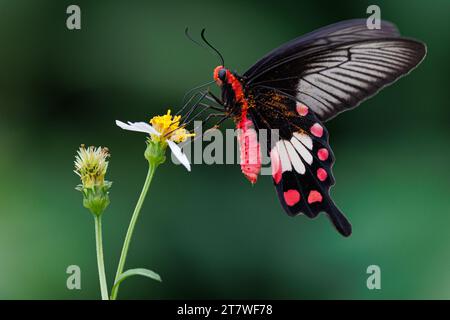 Atrophaneura Aristolochiae fickt auf einem Gänseblümchen, Thailand Stockfoto