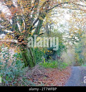 Alte Buchenblätter säumen Straßenfarben Herbstfarben in Carmarthenshire Wales Großbritannien Großbritannien November 2023 KATHY DEWITT Stockfoto