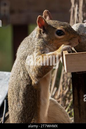 Ein Eichhörnchen kommt an Deck an Stockfoto