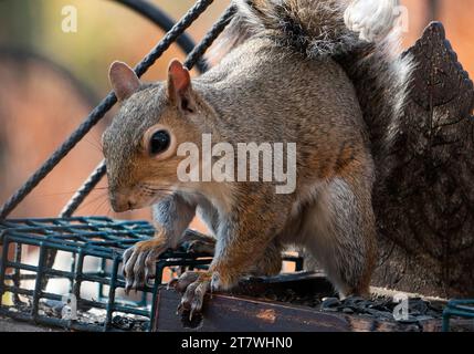 Ein Eichhörnchen kommt an Deck an Stockfoto