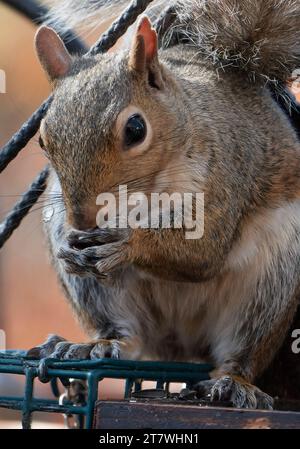 Ein Eichhörnchen kommt an Deck an Stockfoto