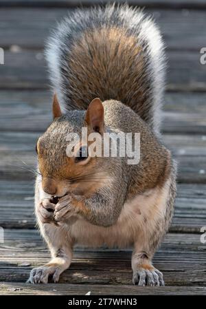 Ein Eichhörnchen kommt an Deck an Stockfoto