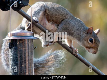 Ein Eichhörnchen kommt an Deck an Stockfoto