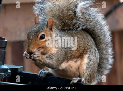 Ein Eichhörnchen kommt an Deck an Stockfoto