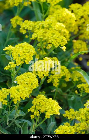 Aurinia saxatilis Goldkugel, Alyssum saxatile Compactum Goldkugel, immergrüne Staude mit winzigen goldgelben Blüten Stockfoto