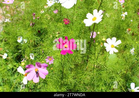 Cosmos Bipinnatus, meist in den Garten Kosmos oder Mexikanischen aster genannt. Stockfoto