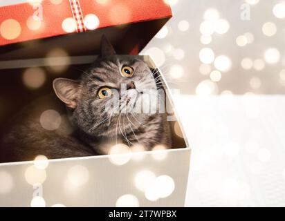 Schottische Katze, die aus der roten Geschenkbox guckt. Weihnachtskarte mit Katze in einer Geschenkbox mit Bokeh-Lichtern. Frohes Neues Jahr. Stockfoto