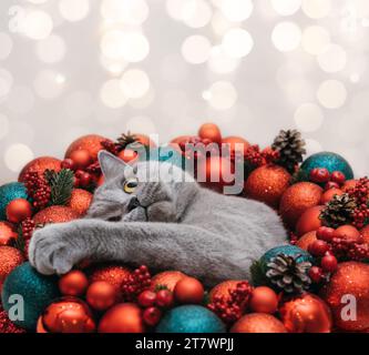 Wunderschöne Weihnachtskarte mit Katze und roter Weihnachtsdekoration. Britische Katze in roten Weihnachtskugeln auf dem Bokeh Lichter Hintergrund mit Kopierraum. Stockfoto