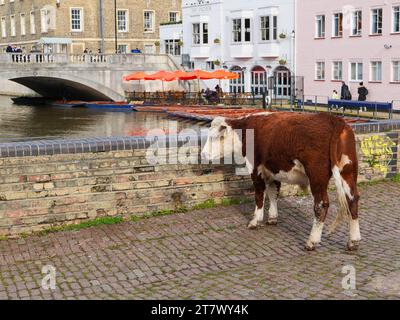 Eine nachdenkliche Kuh am Fluss Cam im Zentrum von Cambridge, England, Großbritannien Stockfoto