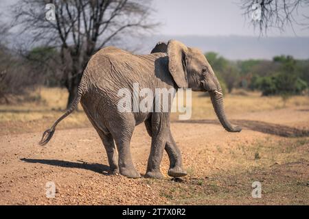Afrikanischer Elefant steht auf Schiene und überquert Beine Stockfoto