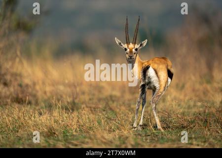 Thomson Gazelle steht und blickt zurück in die Kamera Stockfoto