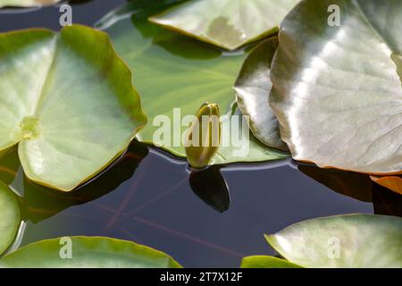 wasserlilie Blütenknospe. Lotus mit grünen Blättern auf Teich Nahaufnahme Stockfoto