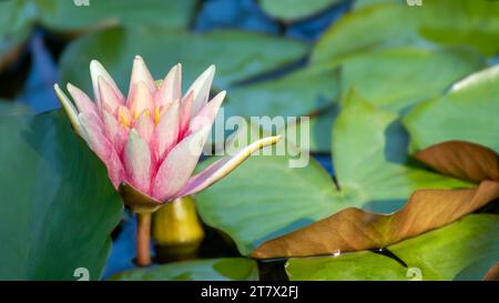 Rosafarbene, zarte wasserlilie blüht aus nächster Nähe. Lotus mit grünen Blättern auf Teich mit verschwommenem Hintergrund Stockfoto