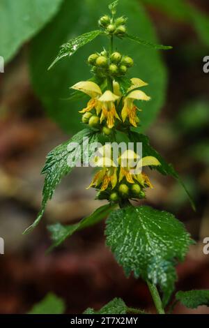 Gelber Erzengel (Lamium galeobdolon), goldene Brennnessel, eine Frühlingswildblume Stockfoto