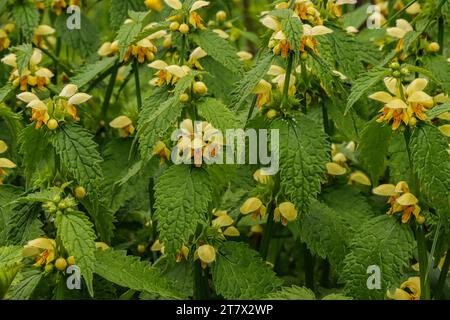 Gelber Erzengel (Lamium galeobdolon), goldene Brennnessel, eine Frühlingswildblume Stockfoto