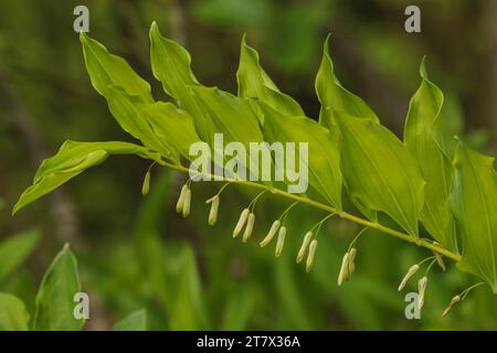 Siegel Salomon (Polygonatum multiflorum) Stockfoto