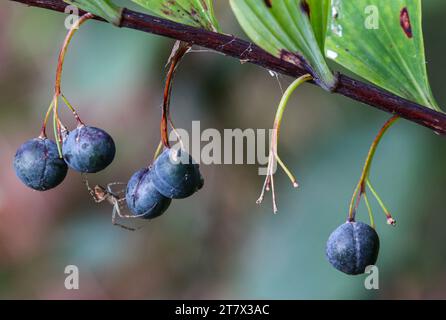 Beeren von Salomonensiegel (Polygonatum multiflorum) Stockfoto