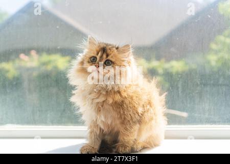 Kätzchen flauschige Katze Orange Haarige Pelz Sonnenbaden sitzend in der Fensterbank zu Hause Stockfoto